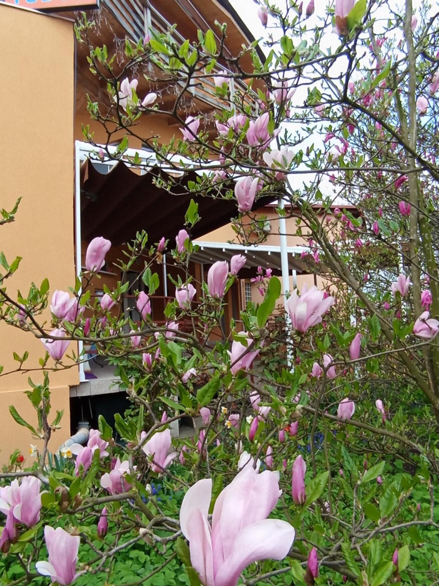 Casa Tudor טורדה מראה חיצוני תמונה